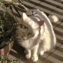 daintycourse avatar