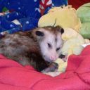 daintyfamiliar avatar