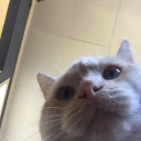 daintyslifter avatar