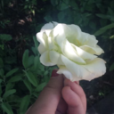 dairiesofayoungwoman avatar