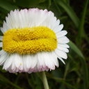 daisies-and-domming avatar