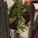 daisies-under-moonlight avatar