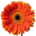 daisiesforgratitude avatar