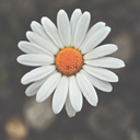 daisiesforus avatar