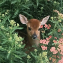 daisy-fresh-doll avatar