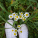 daisy-is-fucking-cool avatar