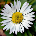 daisy-suggestions avatar