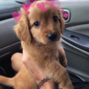 daisy-x-chain avatar