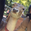 daisyandragon avatar