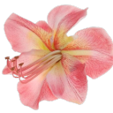 daisyfloweeer avatar