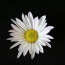 daisyformyboys avatar