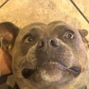 daisyismypuppy avatar