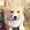 daisylilathecorgi-blog avatar