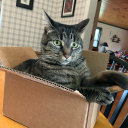 daisymaestinkus avatar