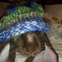 daisymaseydothebun avatar