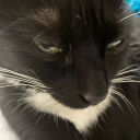 daisypandasstuff avatar