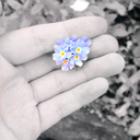 daisypetals77 avatar