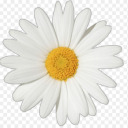 daisypodrita avatar