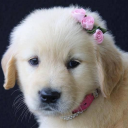 daisythedoggy avatar