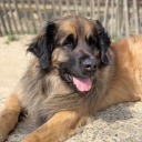 daisytheleonberger avatar