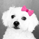 dale-the-human avatar