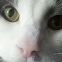 daleksectonone avatar