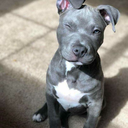 dallaslocomotive avatar