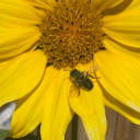 dallying-daisy avatar