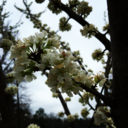 damnedandbroken avatar