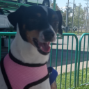 damniatomemoriae avatar