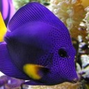 damnitillbiteya avatar