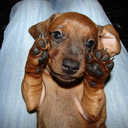 damnrightdoxie avatar