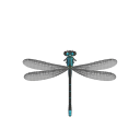 damselfly-wings avatar