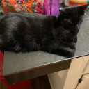 dana-gate-keeper avatar