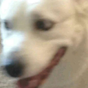 dance-like-a-bush avatar