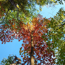 dance0nmydreams avatar