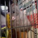 danceloverlina89 avatar