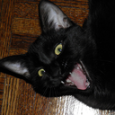 danceonthetide avatar