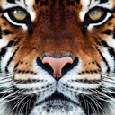 dancewarriordeluxe avatar