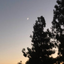 dancewiththeflowers avatar