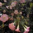 dancing-indifference avatar