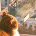 dancing-with-stars avatar