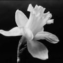 dancing-with-the-daffodils avatar