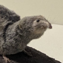 dancingdragon5 avatar