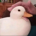 dancingpupcrouchingtokka avatar