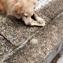 dancingwithdolphins avatar