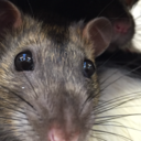 dancingwithwings avatar