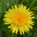 dandelion-and-rosemary avatar