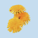 dandelion-babey avatar