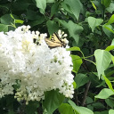 dandelion-dame avatar